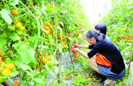 圣女果采摘